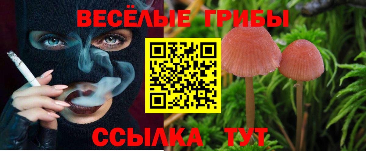 Псилоцибиновые грибы Psilocybe  Вышний Волочёк  Галлюциногенные грибы Magic Shrooms 